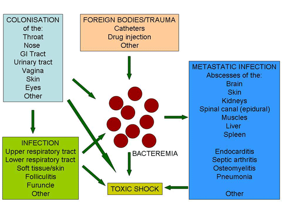 Chain Of Infection Chart