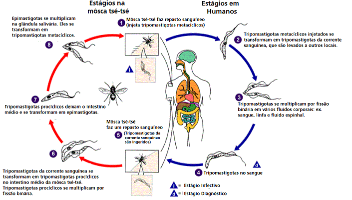 Ciclo de Trypanosoma brucei