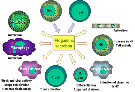 Effects of interferon gamma