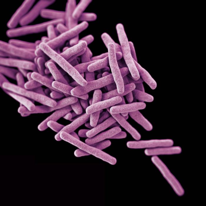 mycobacteria