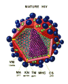 HIVmod2.GIF (50787 bytes)
