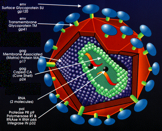 Hpv vírus retrovírus, Hol fordul elő a HPV?