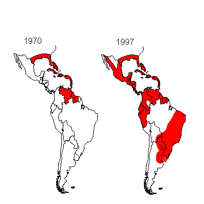 aedes aegypti distribution