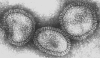 orthomyx-flu.gif (28918 bytes)