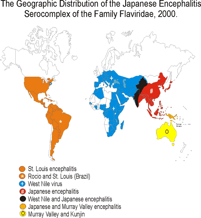 aedes aegypti distribution