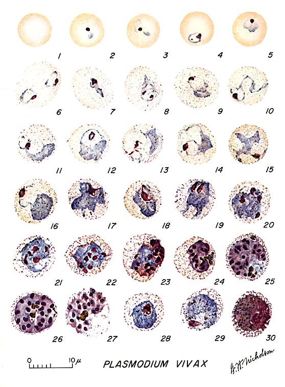 Blood Borne Protozoa Blood Borne Protozoa