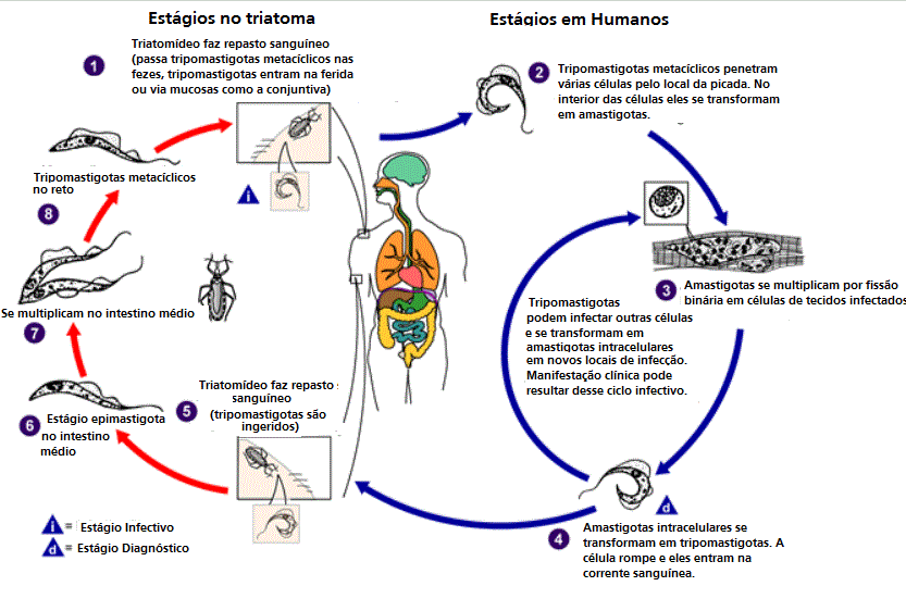 Doença de Chagas: mecanismos de infecção, resposta imune