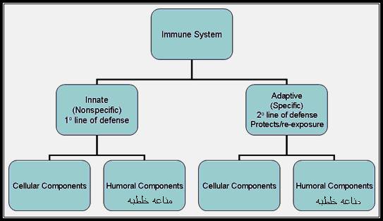 المناعة المتخصصة أكثر فاعلية من المناعة غير المتخصصة.