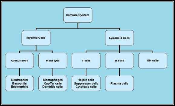 Immunology Chapter One