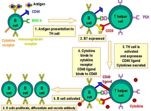 read Biophysical Techniques in Photosynthesis