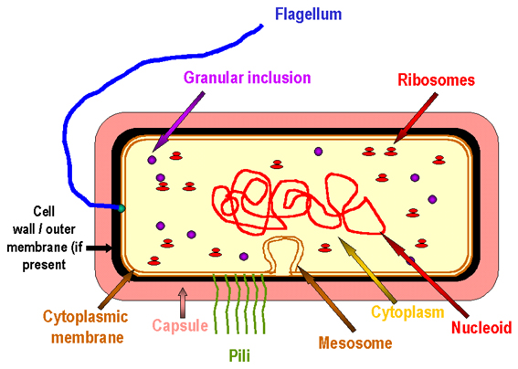 سلول باکتری The Prototype Bacterial Cell