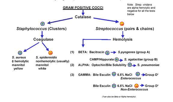 A) The CAMP test for identification of Group B streptococcus