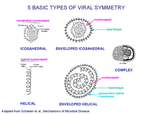 Resultado de imagen para imagenes sobre formas de virus microbiologia