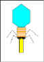 phage-2.jpg (19204 bytes)