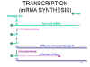 RNA15.jpg (37038 bytes)