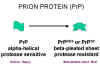 prion1.jpg (28233 bytes)