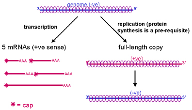RNA Virus Replication