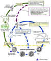 Toxocara_canis_LifeCycle.JPG (45835 bytes)