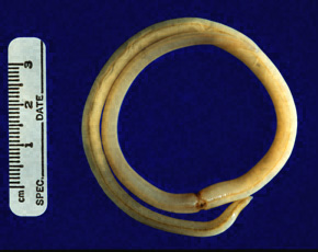 Roundworm: Gastro-Intestinal Nematode Life Cycle - WormBoss