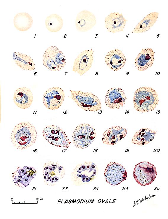 Blood-Borne Protozoa