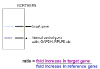 Northern1.gif (3458 bytes)