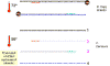 pp-pcr3.gif (7124 bytes)