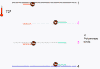 pp-pcr5.gif (4802 bytes)