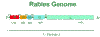 genome.gif (7785 bytes)