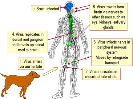 Image result for rabies virus