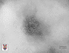 vsd21.gif (277124 bytes)